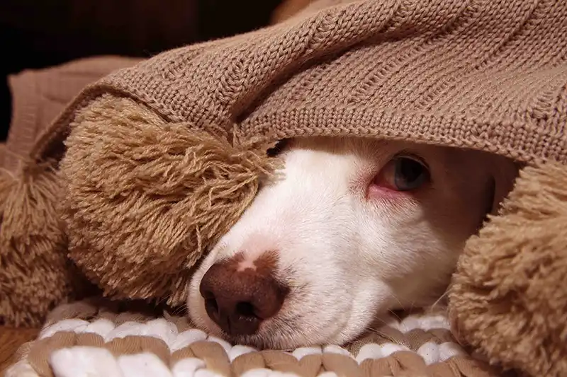 Dog-hiding