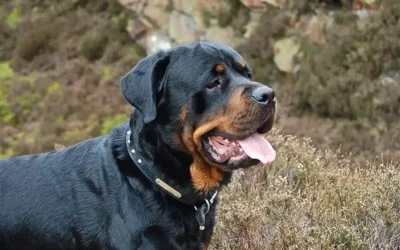 The neutering lottery … part one – health