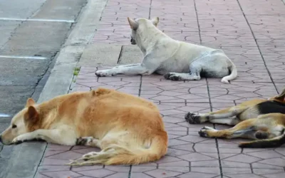 Is it really the right thing to do to bring street dogs over from abroad?