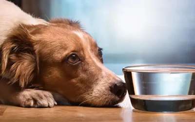 Is your dog a bowl half full or half empty kind of dog?