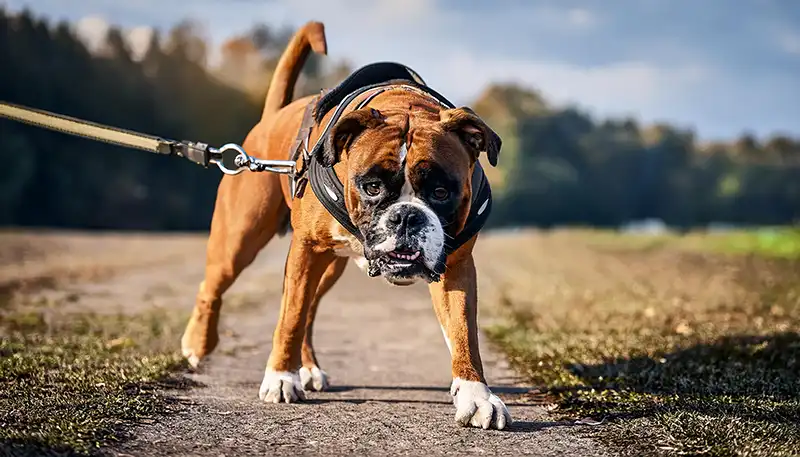 One important reason why your dog shouldn’t pull on the lead