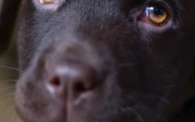 Don’t let your puppy suffer because of Covid-19