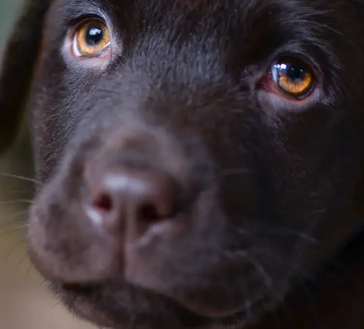 Don’t let your puppy suffer because of Covid-19