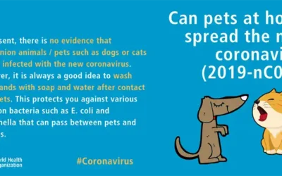 Latest advice for dog owners