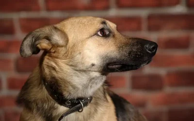 What is separation anxiety and why has this pandemic increased the problem?