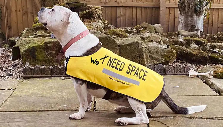 we-need-space-Lola